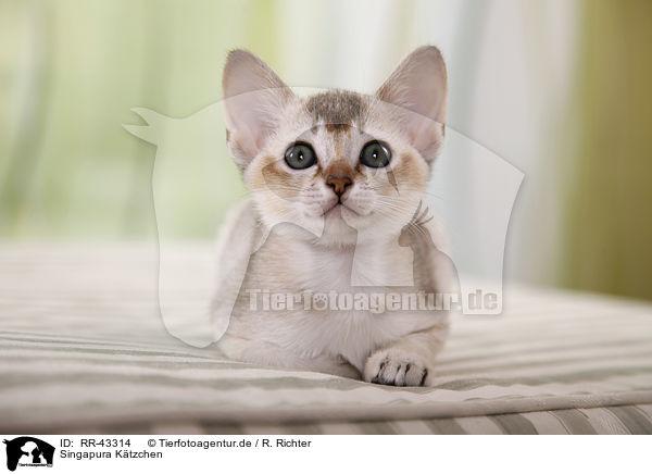 Singapura Ktzchen / Singapura Kitten / RR-43314