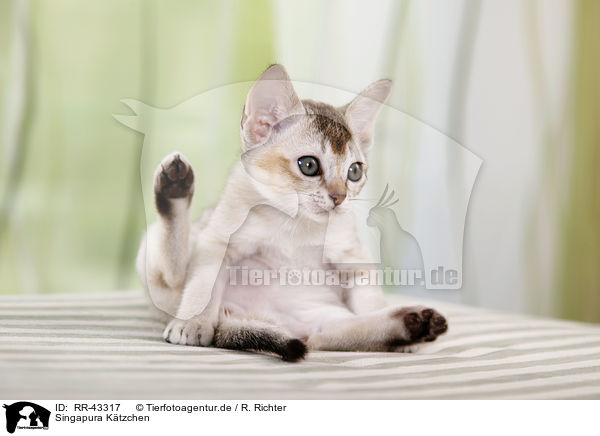 Singapura Ktzchen / Singapura Kitten / RR-43317