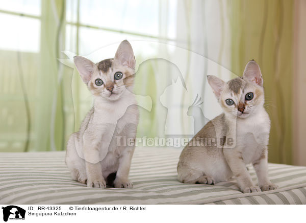 Singapura Ktzchen / Singapura Kitten / RR-43325