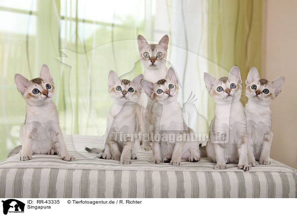 Singapura / Singapura cats / RR-43335