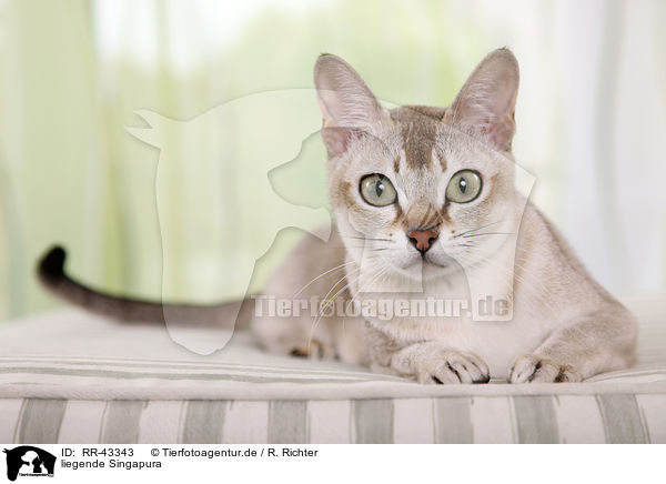 liegende Singapura / lying Singapura / RR-43343