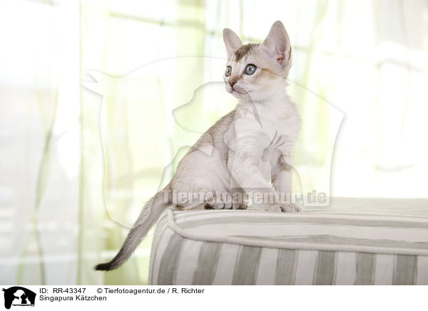 Singapura K�tzchen / Singapura Kitten / RR-43347