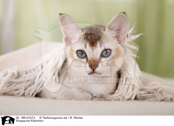 Singapura Ktzchen / Singapura Kitten / RR-43373