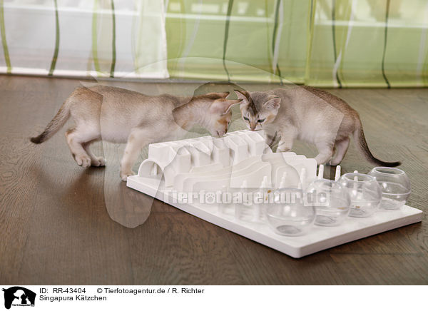 Singapura Ktzchen / Singapura Kitten / RR-43404