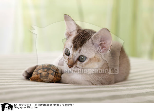 Singapura Ktzchen / Singapura Kitten / RR-43418