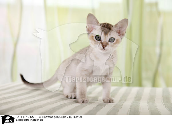 Singapura K�tzchen / Singapura Kitten / RR-43427