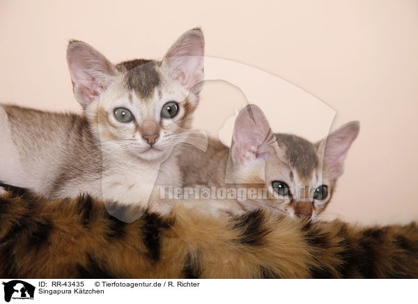 Singapura Ktzchen / Singapura Kitten / RR-43435