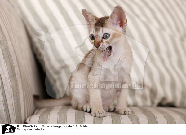 Singapura K�tzchen / Singapura Kitten / RR-43447