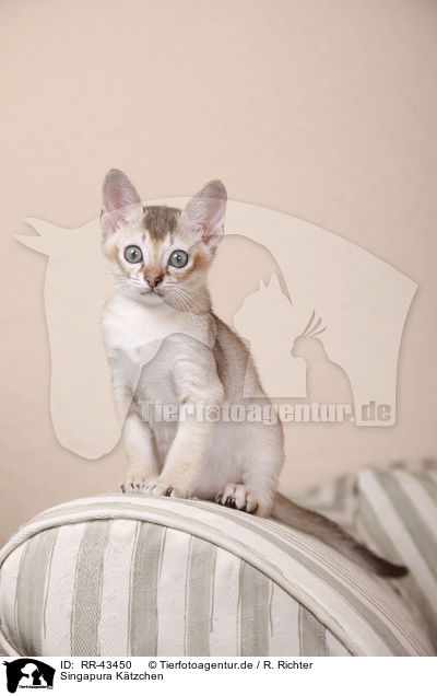 Singapura Ktzchen / Singapura Kitten / RR-43450