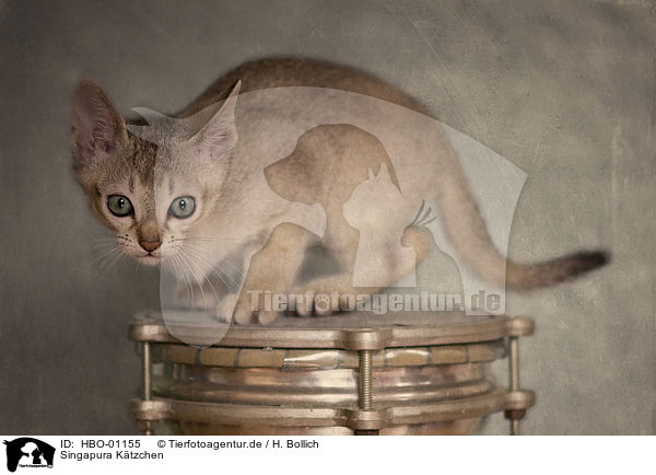 Singapura Ktzchen / Singapura Kitten / HBO-01155