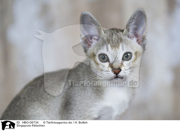 Singapura Ktzchen / Singapura kitten / HBO-06734