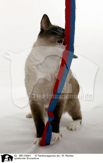 spielende Snowshoe / RR-10681