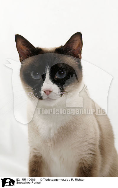 Snowshoe Portrait / RR-10686