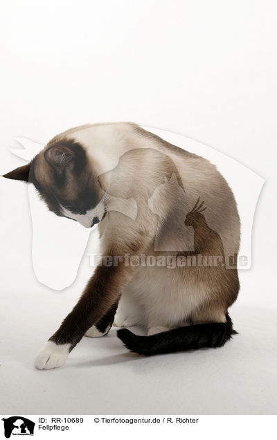 Fellpflege / cleaning cat / RR-10689