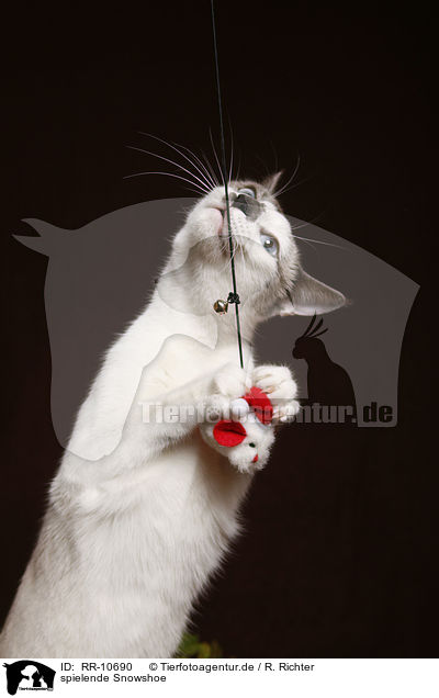 spielende Snowshoe / playing Snowshoe / RR-10690