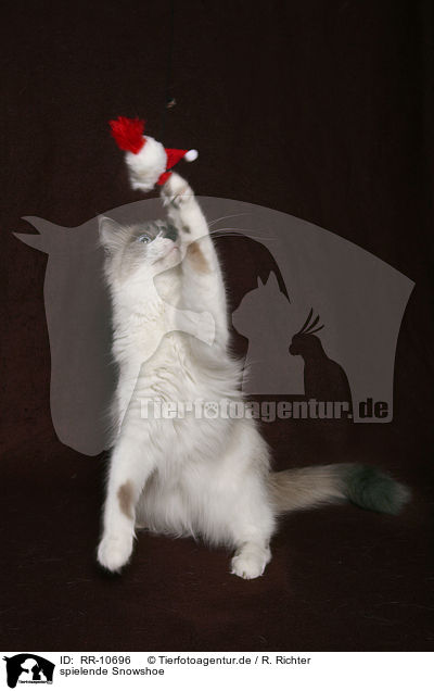 spielende Snowshoe / playing Snowshoe / RR-10696