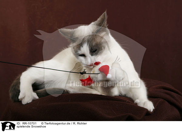 spielende Snowshoe / RR-10701