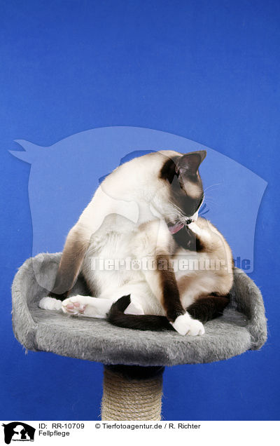 Fellpflege / RR-10709