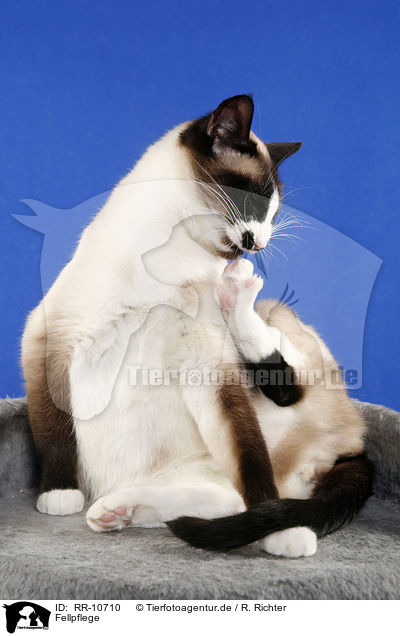 Fellpflege / RR-10710