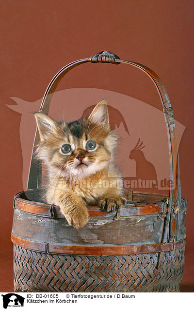 Ktzchen im Krbchen / kitten in a basket / DB-01605