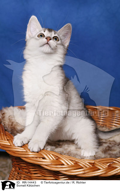 Somali Ktzchen / Somali Kitten / RR-14443