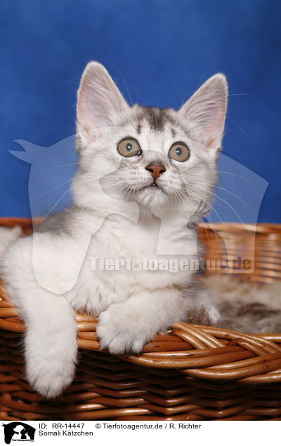 Somali K�tzchen / Somali Kitten / RR-14447