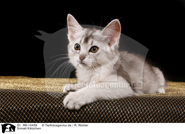 Somali Ktzchen / Somali Kitten / RR-14458
