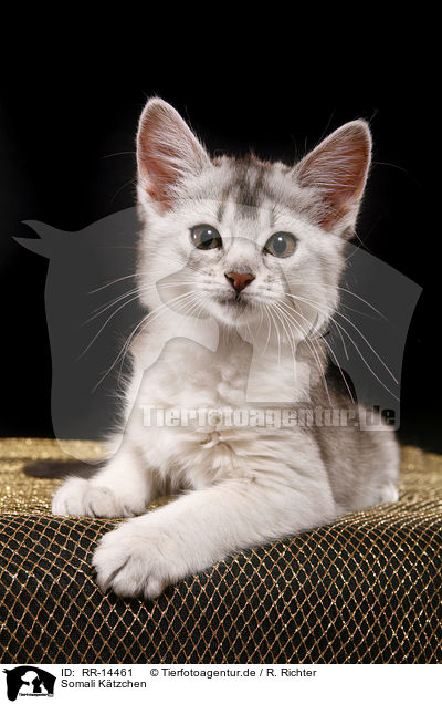 Somali Ktzchen / Somali Kitten / RR-14461