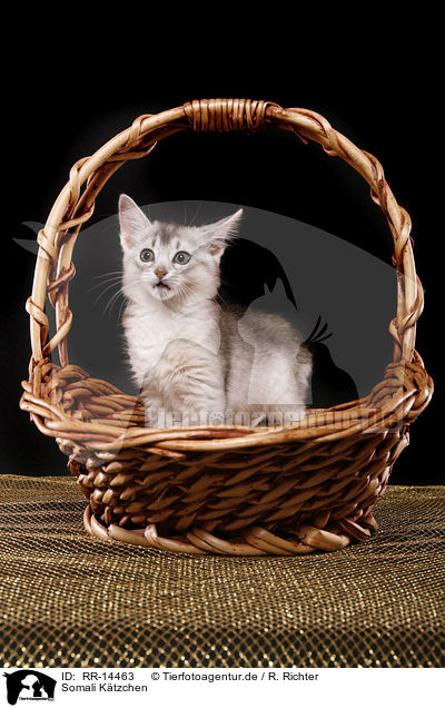 Somali Ktzchen / Somali Kitten / RR-14463