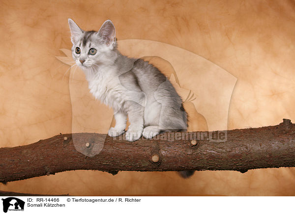 Somali Ktzchen / Somali Kitten / RR-14466