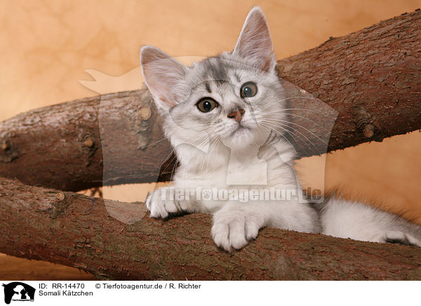 Somali Ktzchen / Somali Kitten / RR-14470