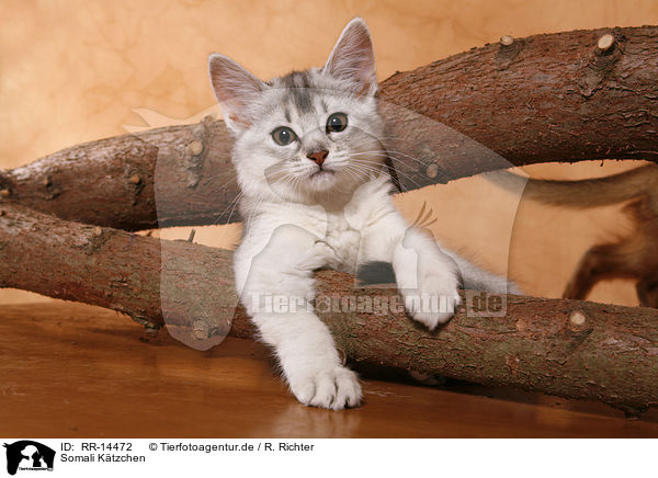 Somali Ktzchen / Somali Kitten / RR-14472