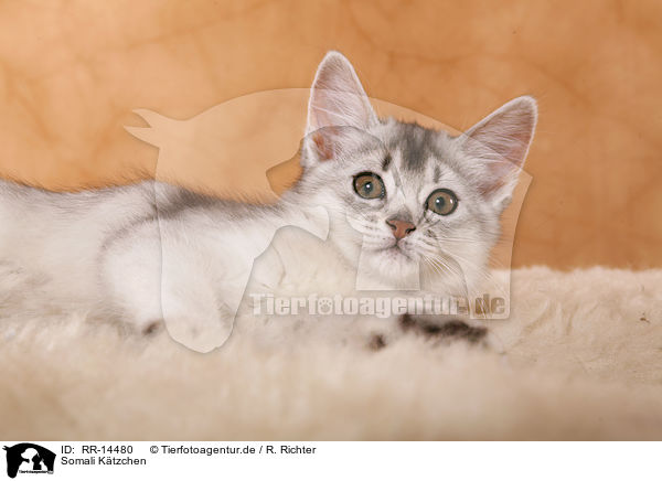 Somali Ktzchen / Somali Kitten / RR-14480