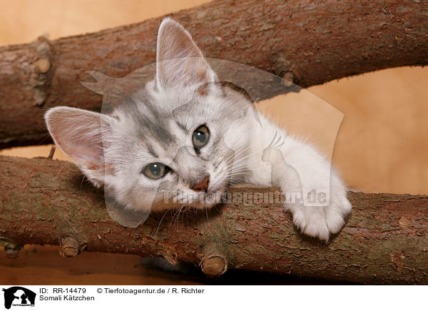 Somali Ktzchen / Somali Kitten / RR-14479