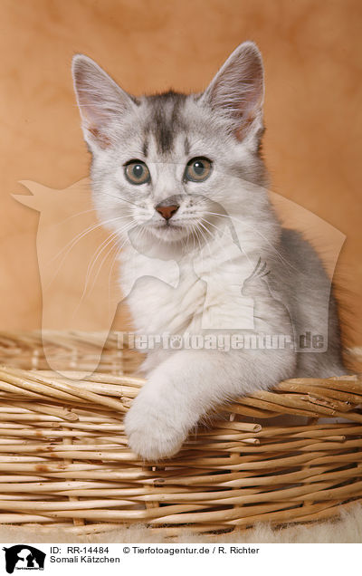 Somali Ktzchen / Somali Kitten / RR-14484