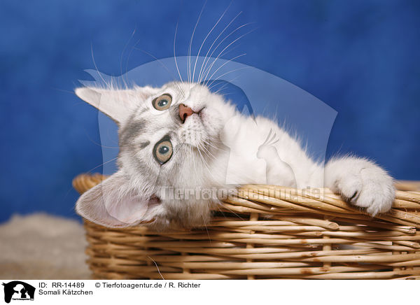 Somali Ktzchen / Somali Kitten / RR-14489