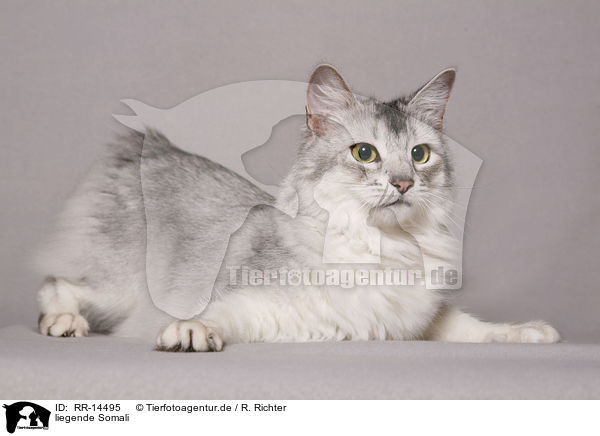 liegende Somali / lying Somali / RR-14495