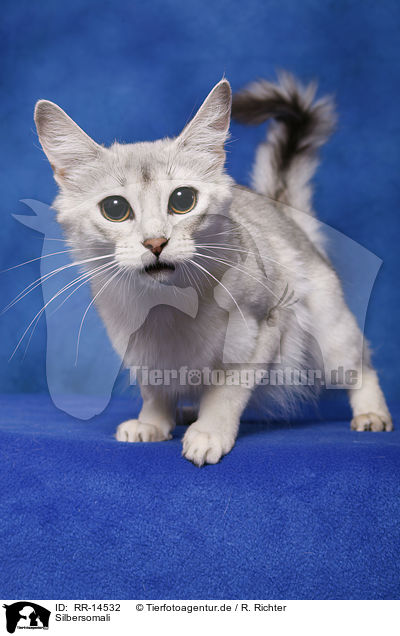 Silbersomali / silver Somali / RR-14532