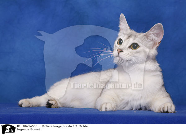 liegende Somali / lying Somali / RR-14538