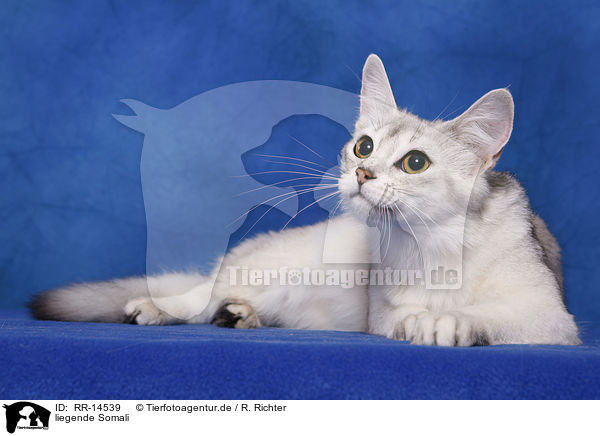liegende Somali / lying Somali / RR-14539