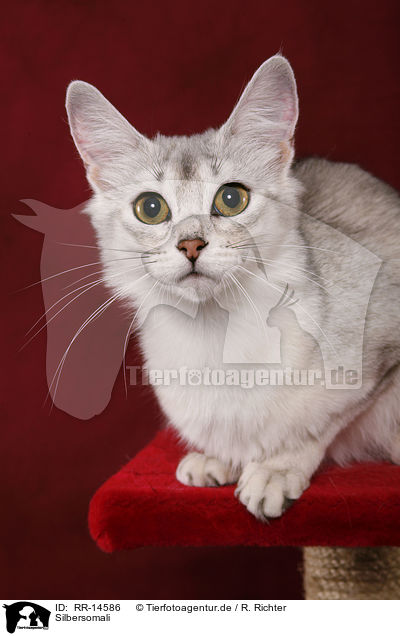 Silbersomali / silver Somali / RR-14586