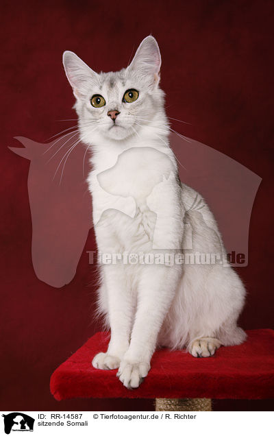 sitzende Somali / sitting Somali / RR-14587