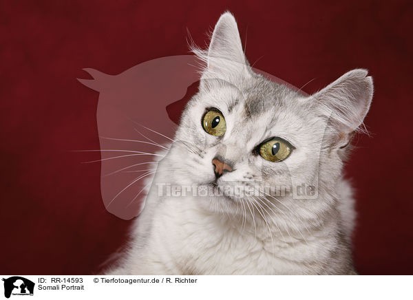 Somali Portrait / Somali Portrait / RR-14593