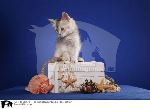 Somali Ktzchen / Somali Kitten / RR-26776