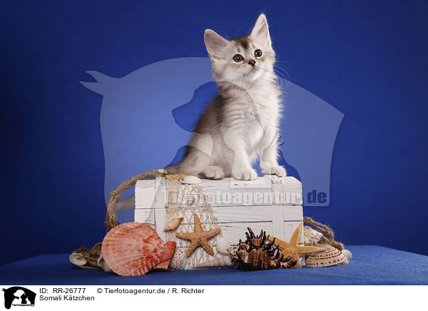 Somali Ktzchen / Somali Kitten / RR-26777