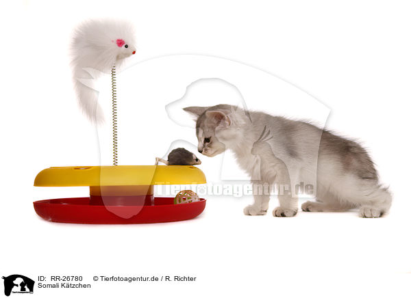 Somali Ktzchen / Somali Kitten / RR-26780
