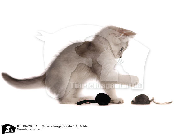 Somali Ktzchen / Somali Kitten / RR-26781