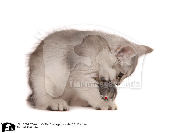 Somali Ktzchen / Somali Kitten / RR-26784