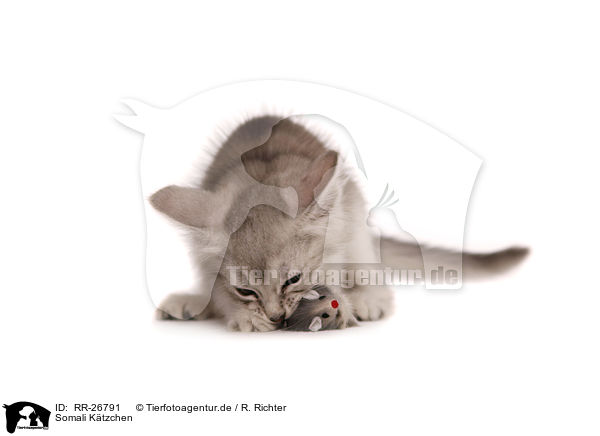 Somali Ktzchen / Somali Kitten / RR-26791