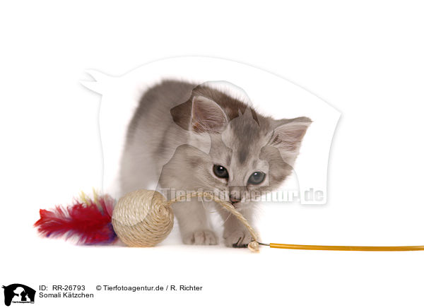 Somali Ktzchen / Somali Kitten / RR-26793